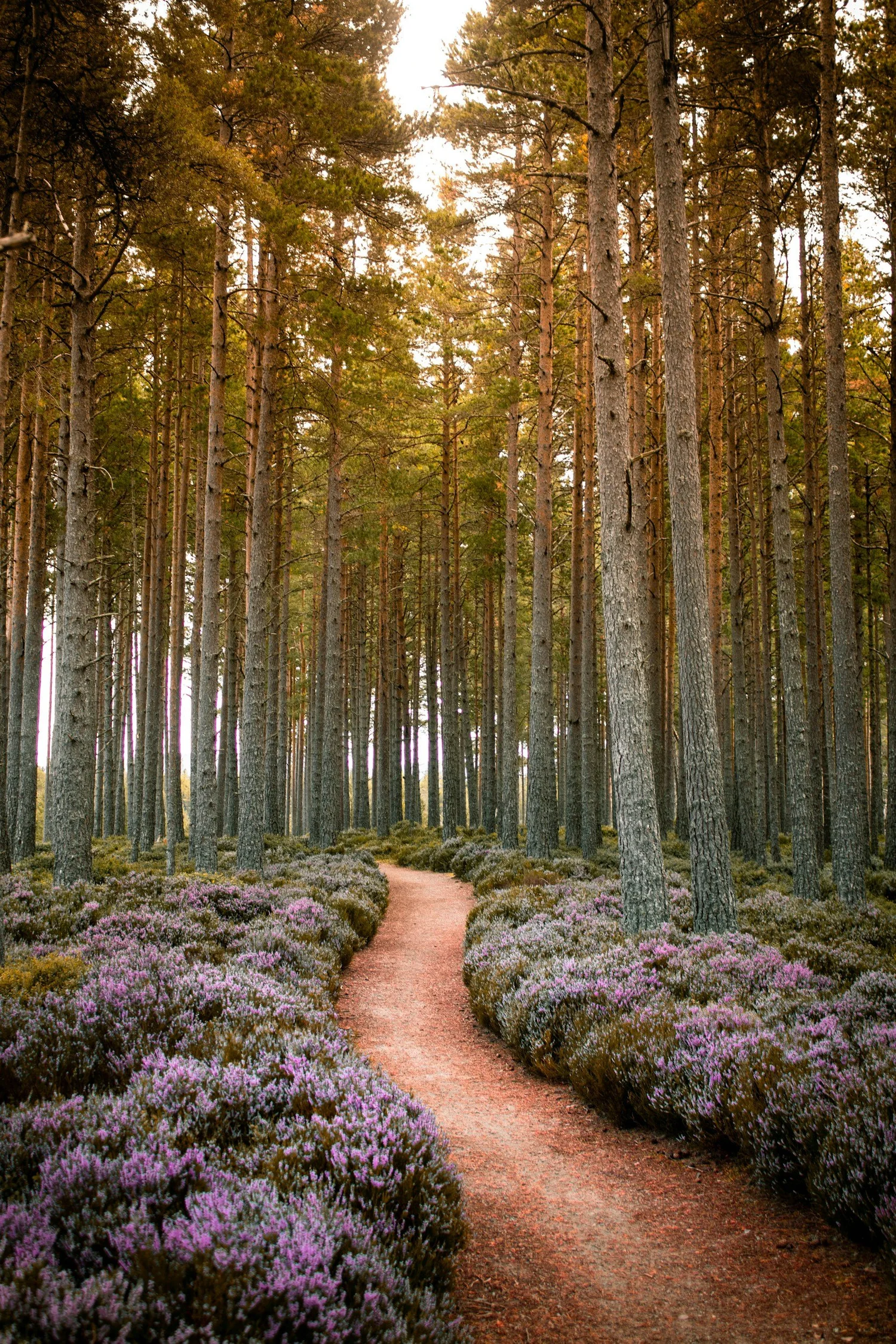 A dirt path winding through a forest of tall pine trees with pink and purple flowers growing along both sides of the path.